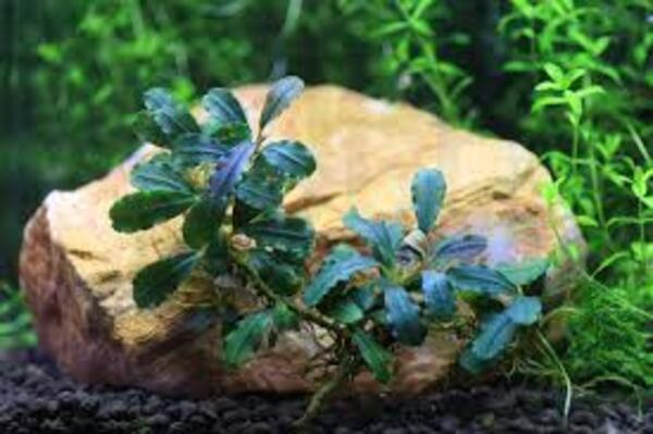 Bucephalandra Brownie Ghost