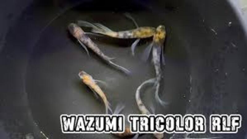 Tricolor Medaka Ricefish